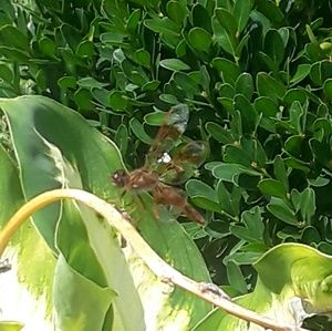 Meet your Posher, Robyn